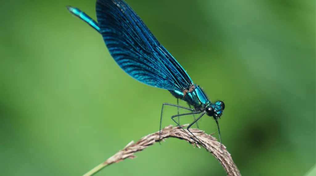 A blue dragonfly rests on a plant. 
