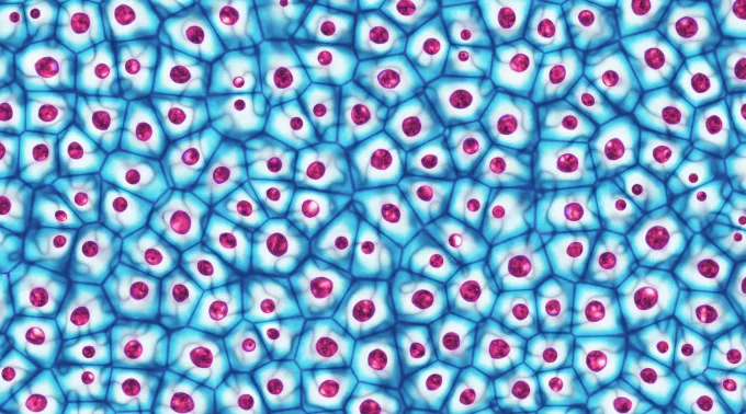 cancer cells blue and red