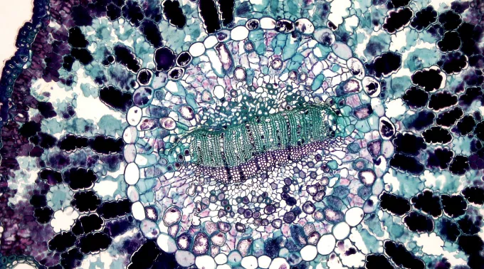cell under microscope 