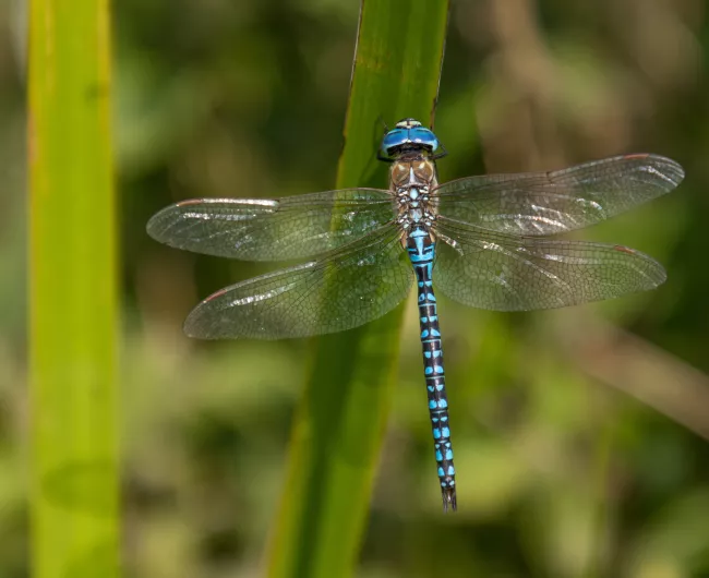 Blue dragonfly on grass