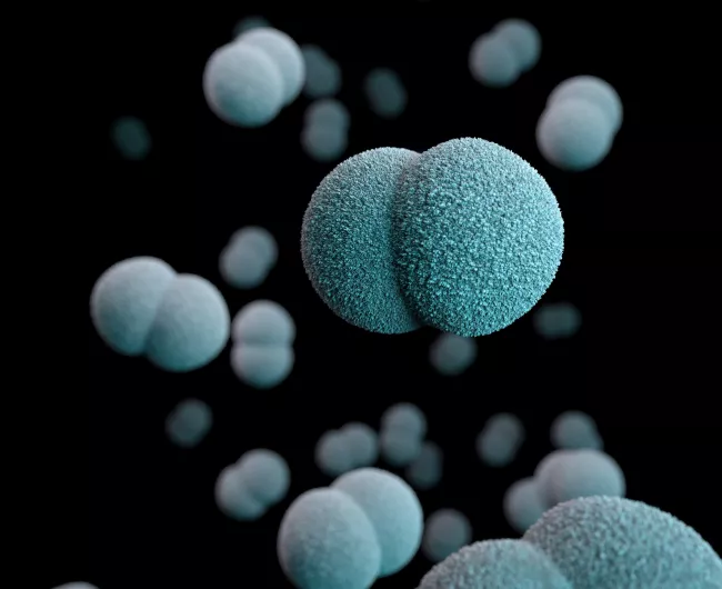 light blue cells fused together