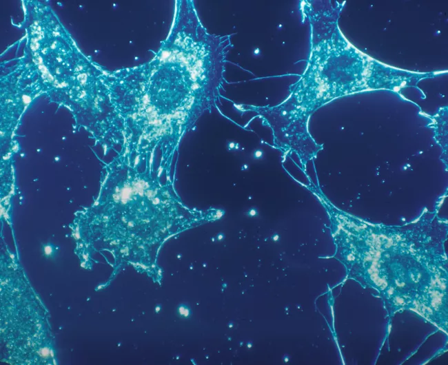 white cells in blue sample