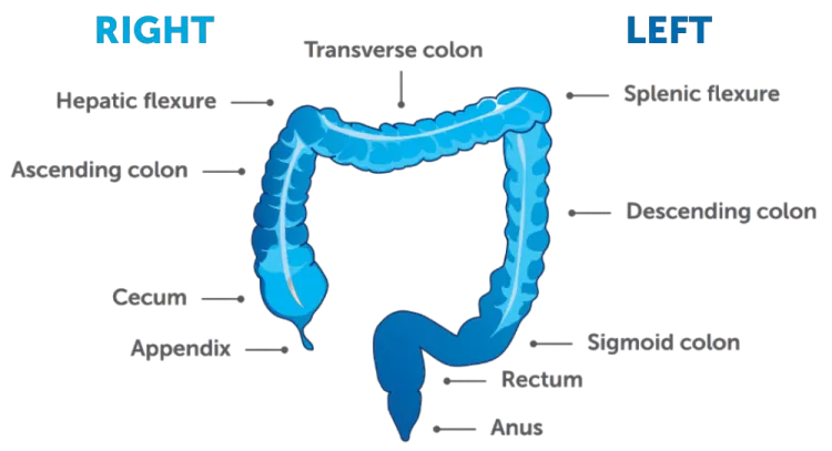 transverse colon diagram