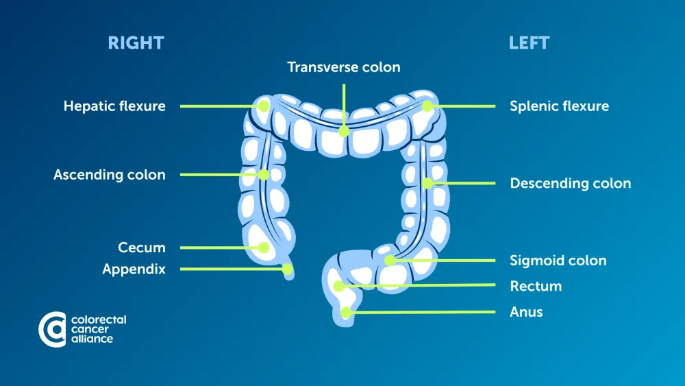 Illustrated diagram of the human colon labeled by sections, including the ascending, transverse, and descending colon, cecum, appendix, sigmoid colon, rectum, and anus, with right and left sides indicated.